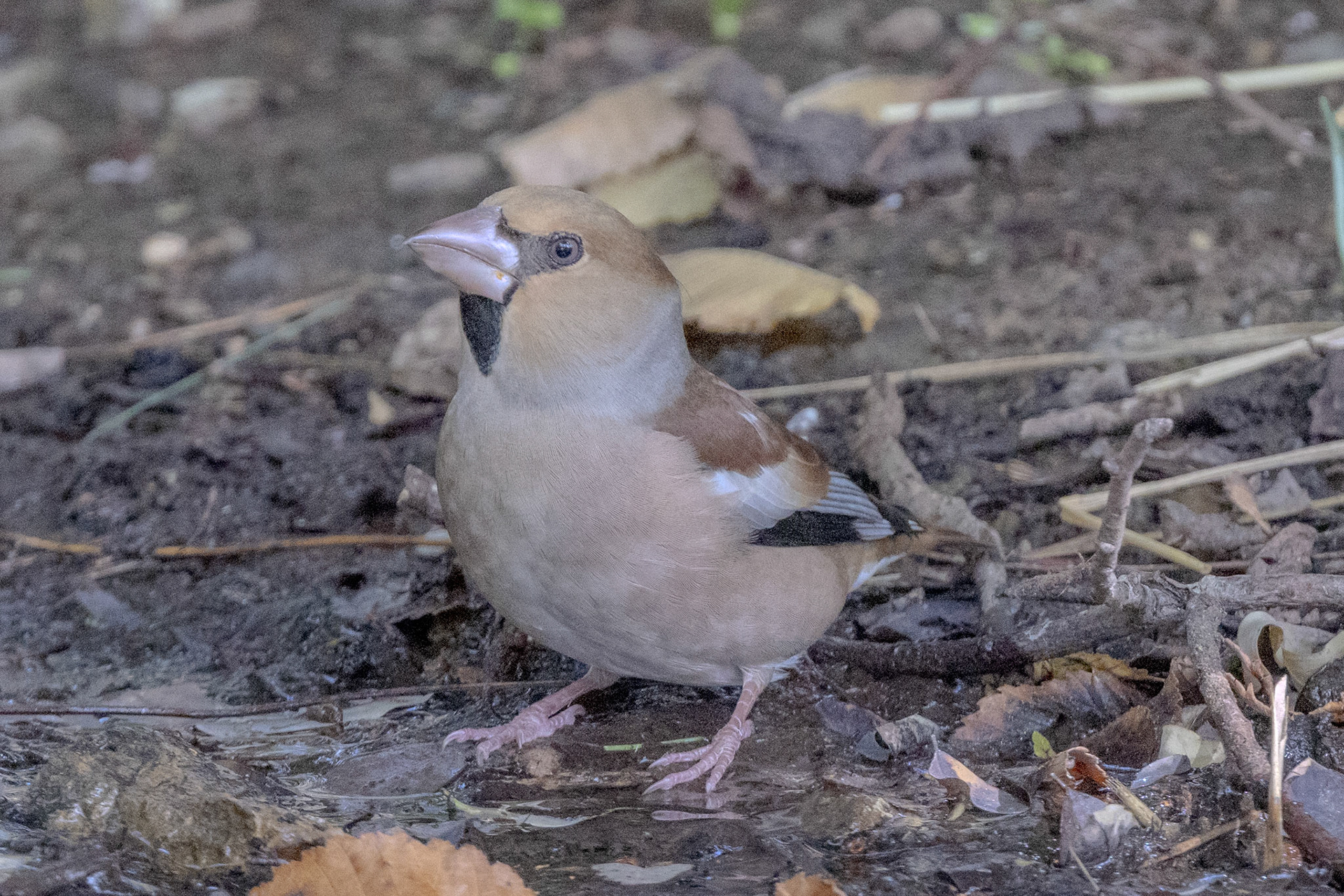 Hawfinch