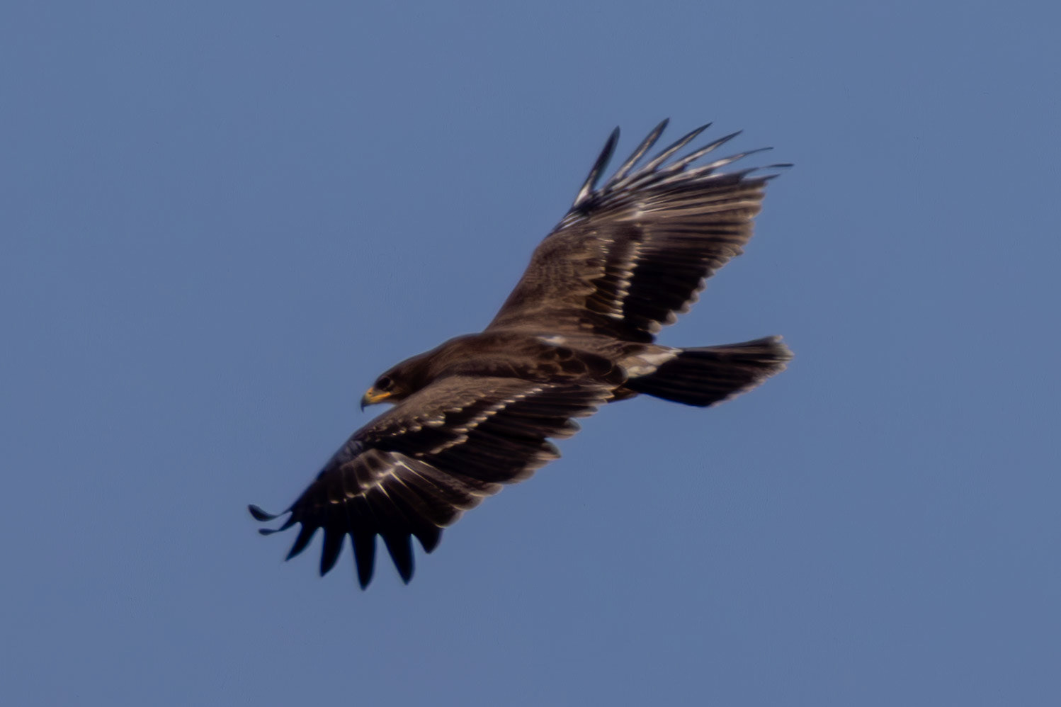 Lesser Spotted Eagle