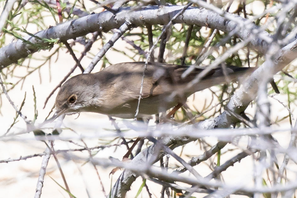 Menetries's Warbler
