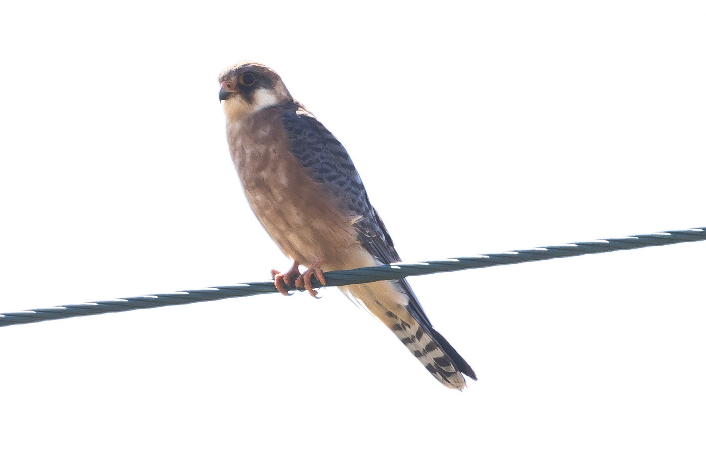 Red-footed Falcon