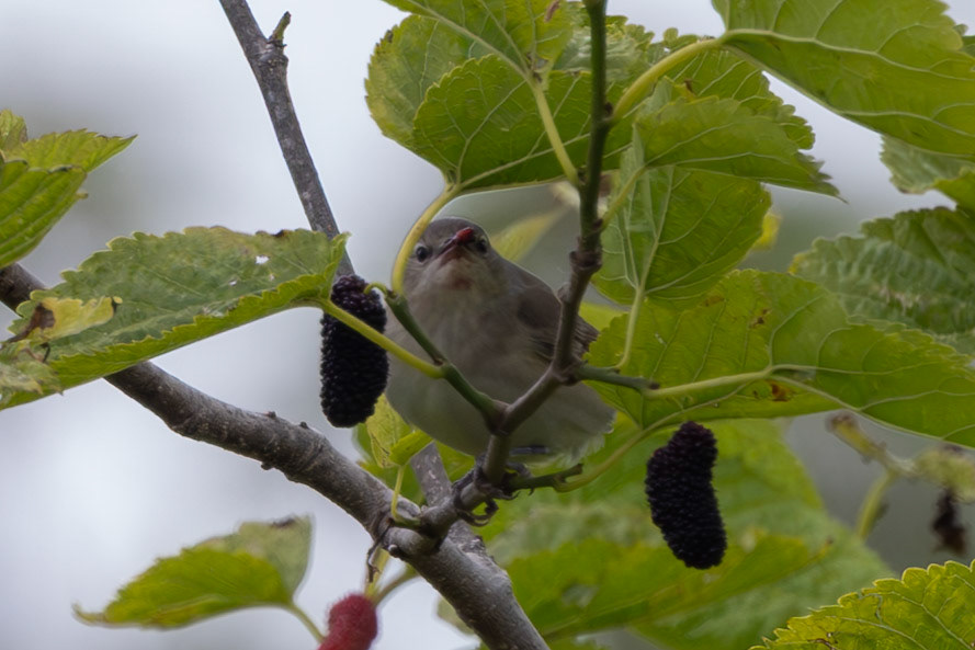Garden Warbler