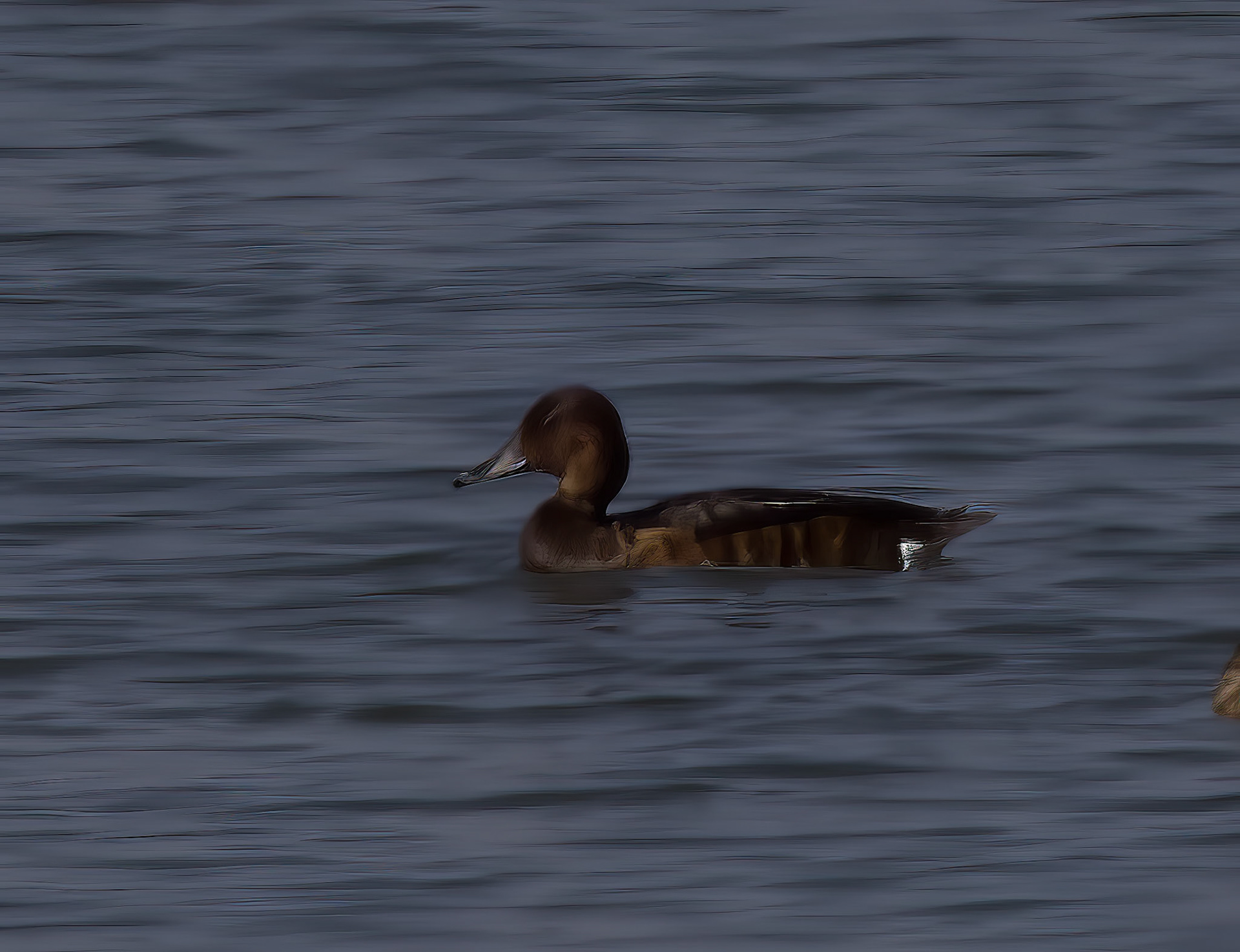 Ferruginous Duck