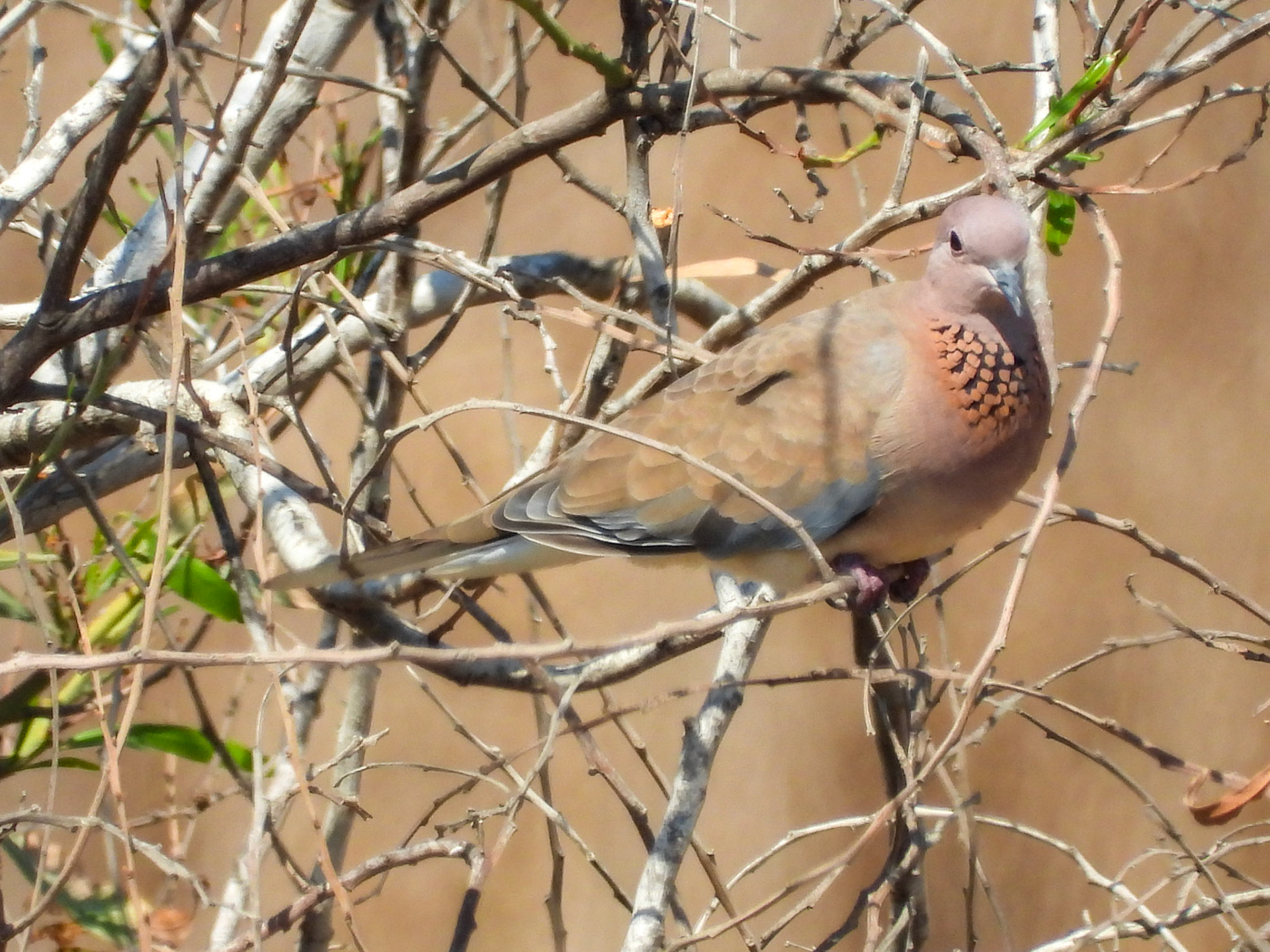 Laughing Dove