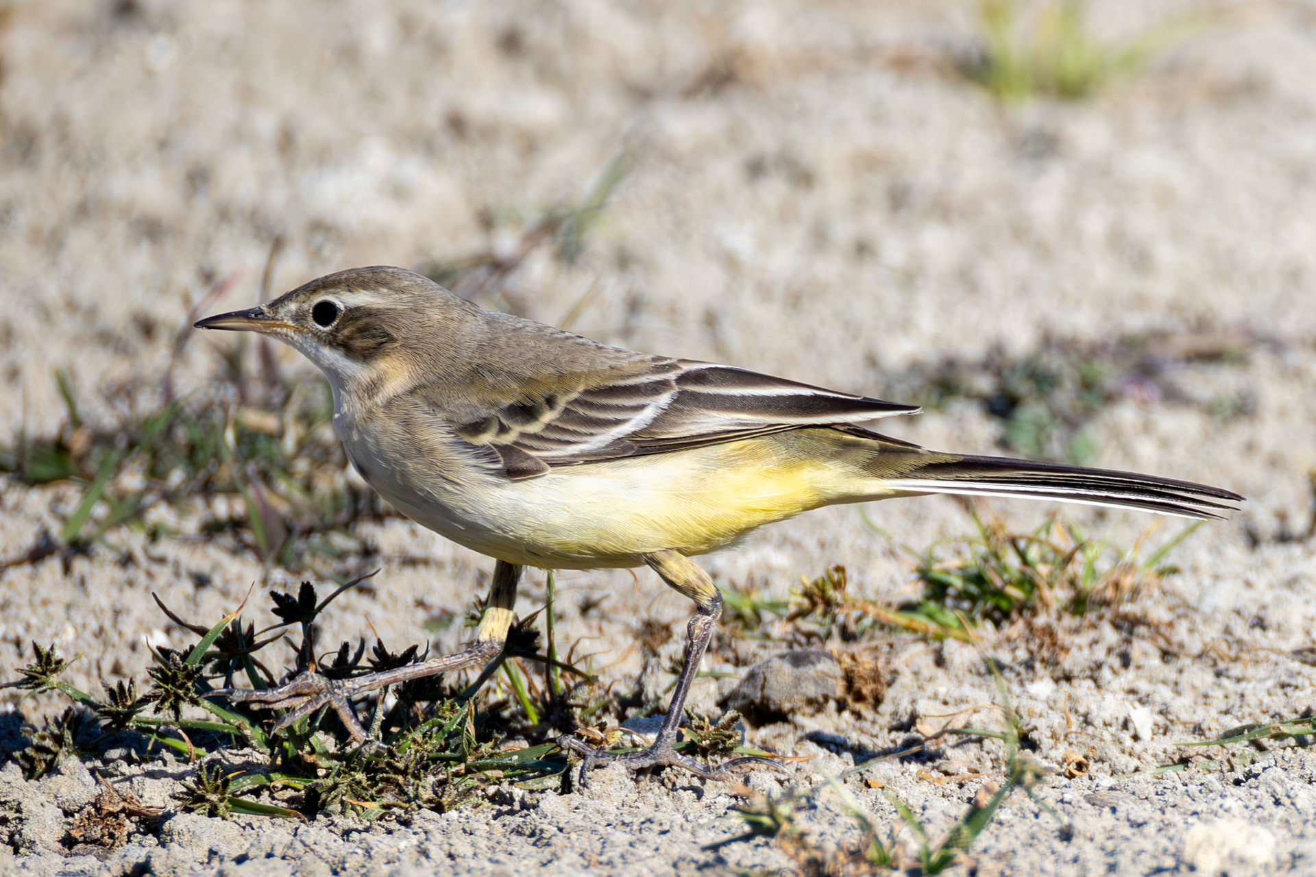 Yellow Wagtail