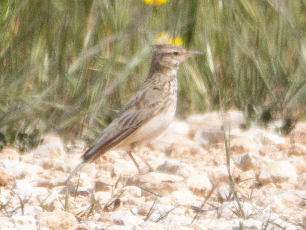 Skylark