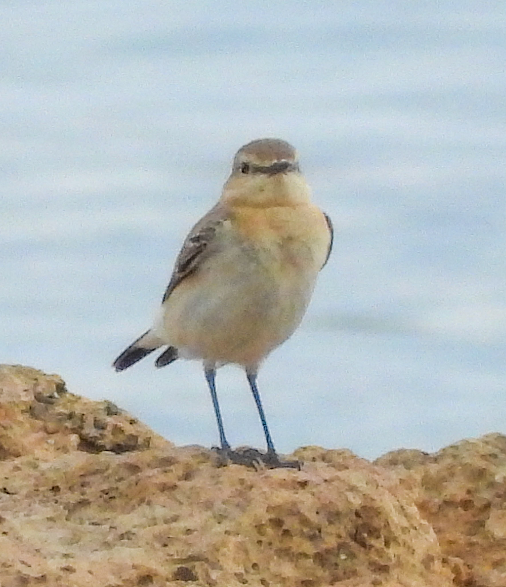 Isabelline Wheatear