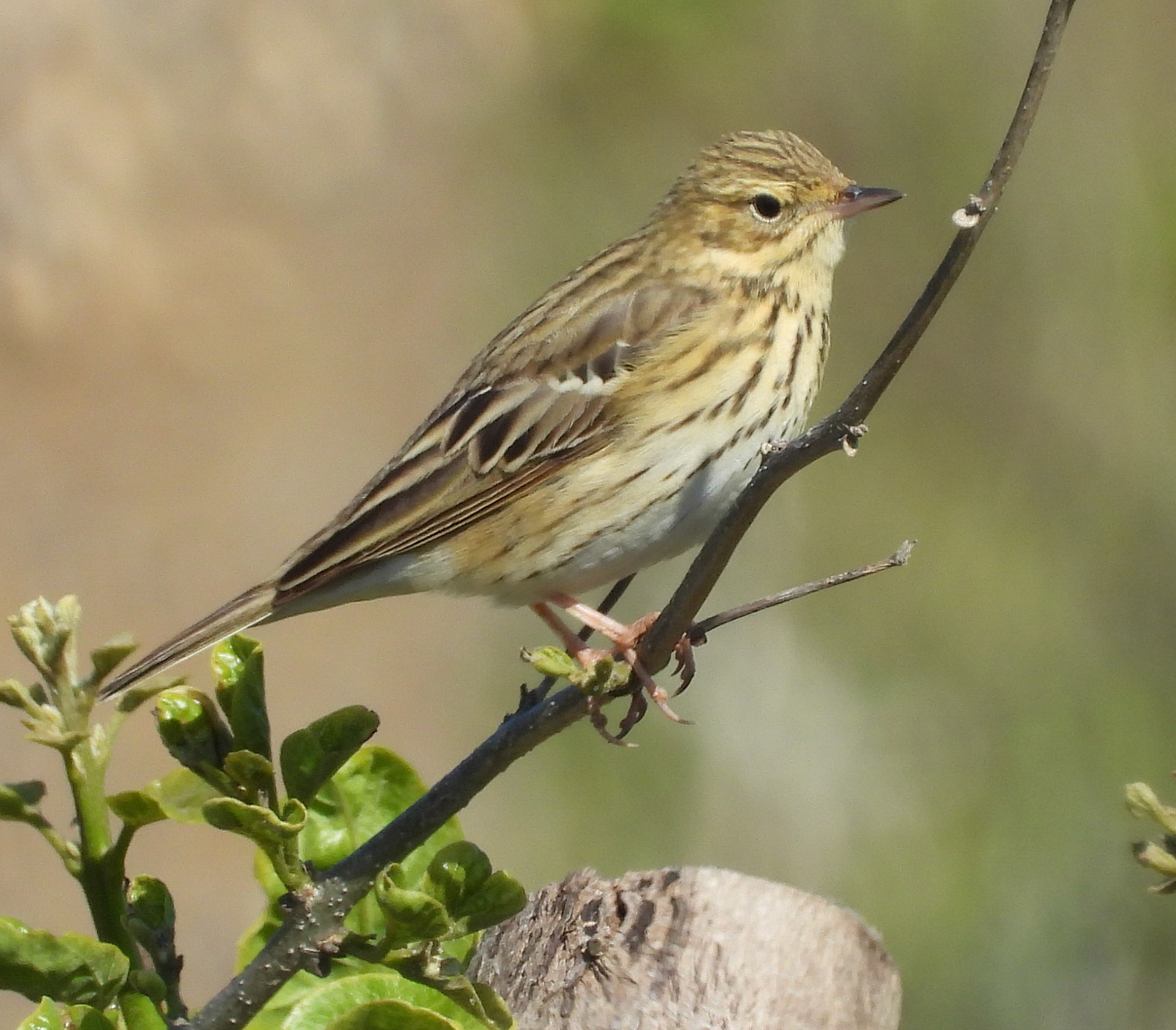 Tree Pipit