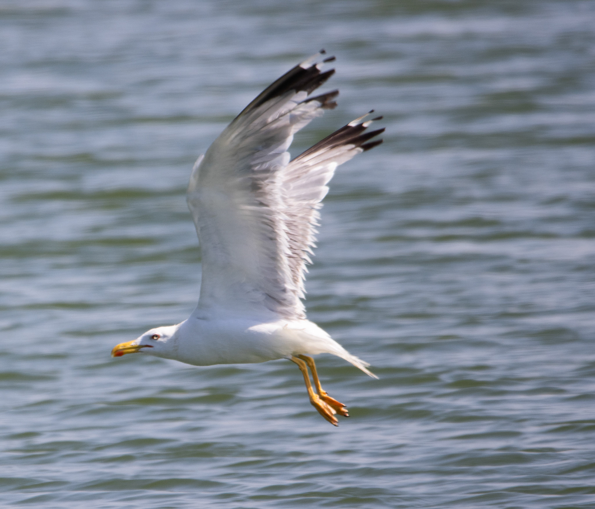 Yellow-legged Gull
