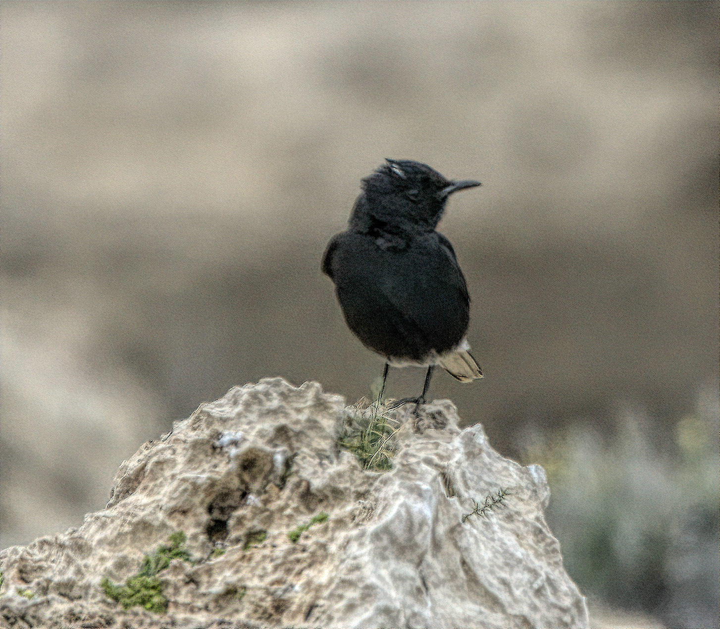 White Crowned Wheatear