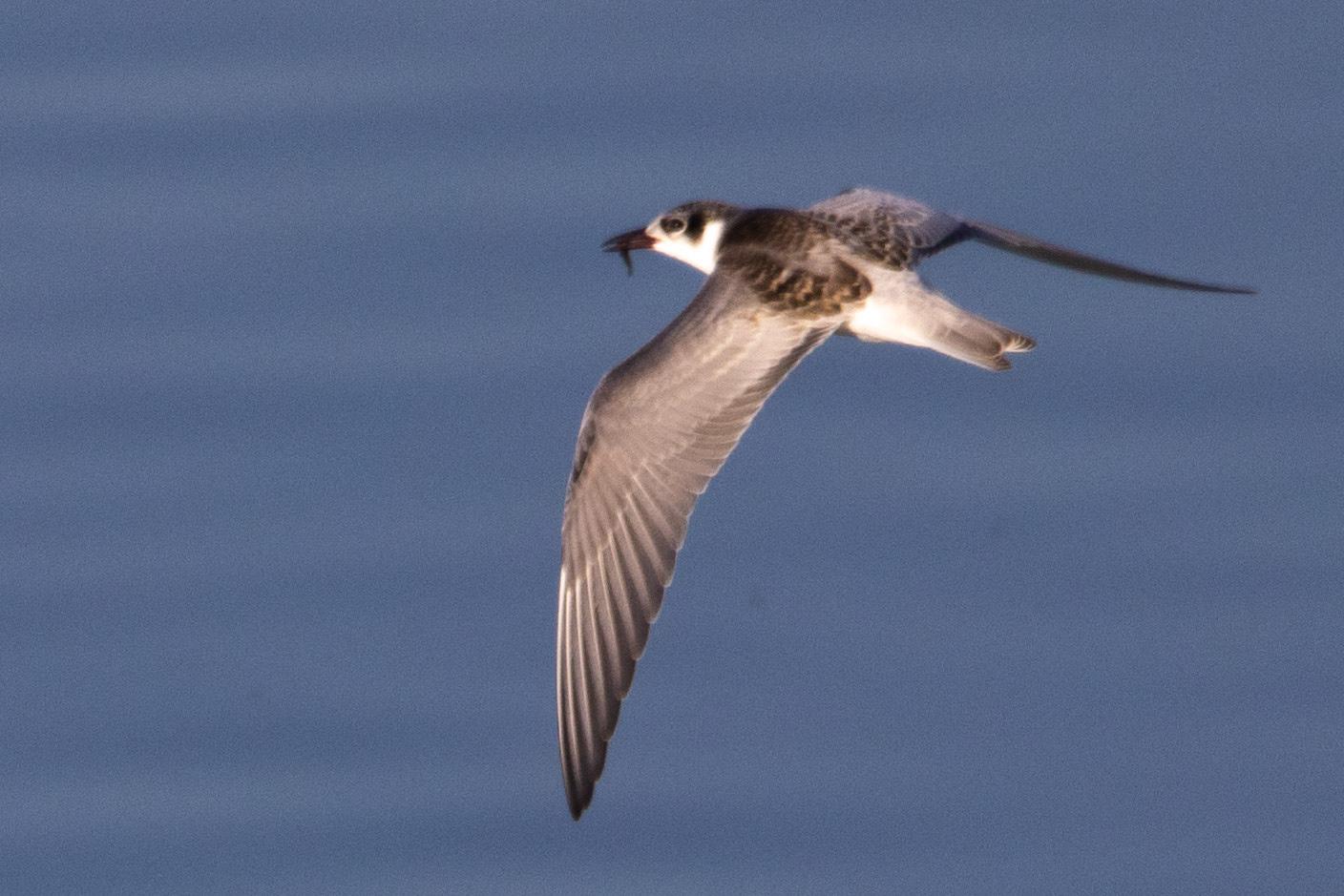 Whiskered Tern