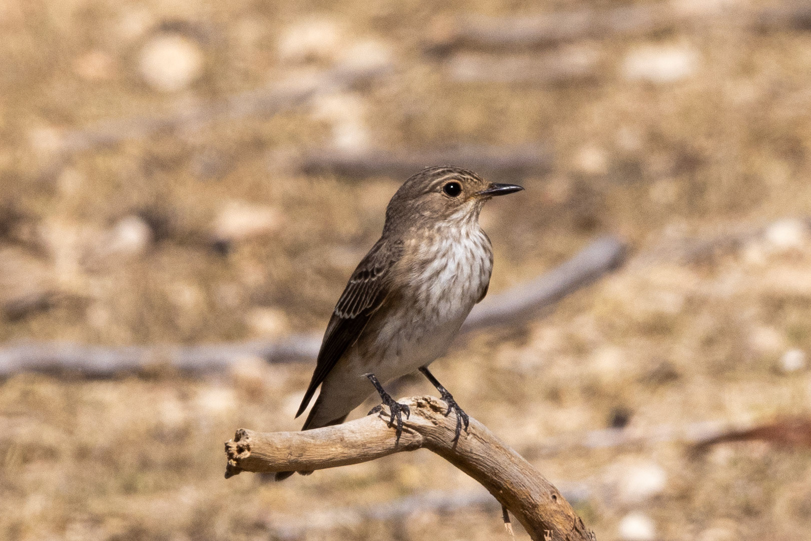 Spotted Flycatcher