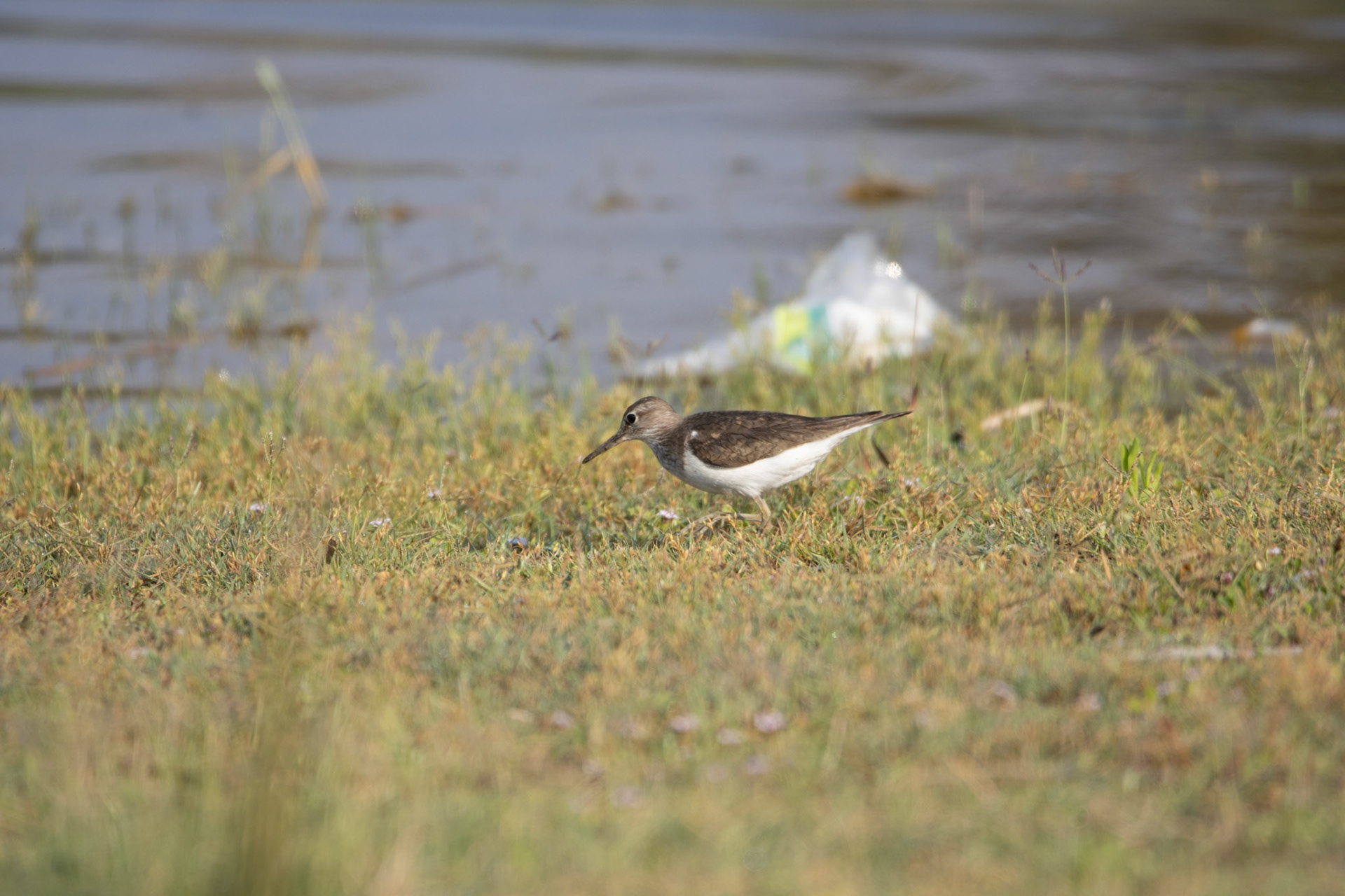 Common Sandpiper