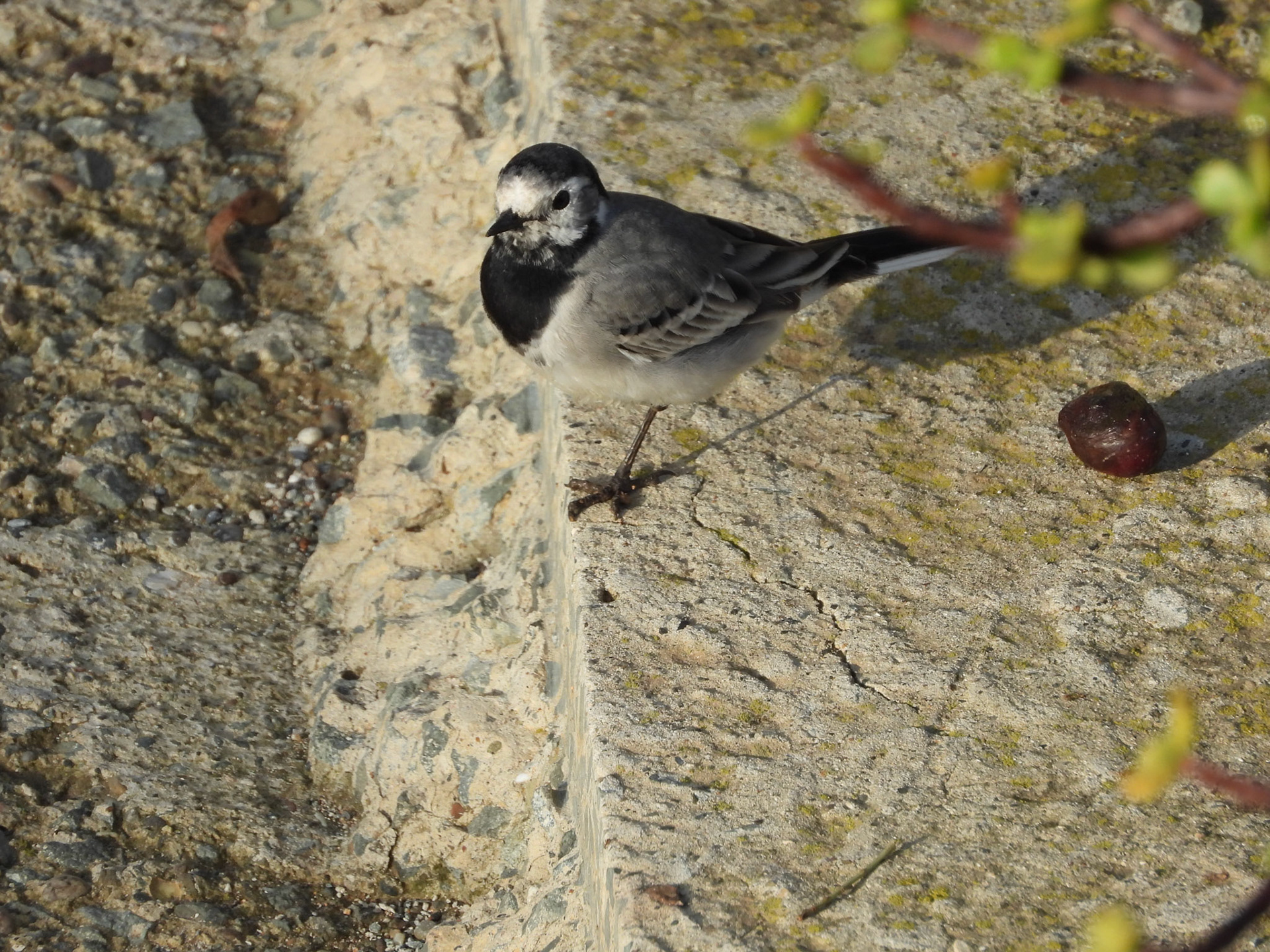 White Wagtail