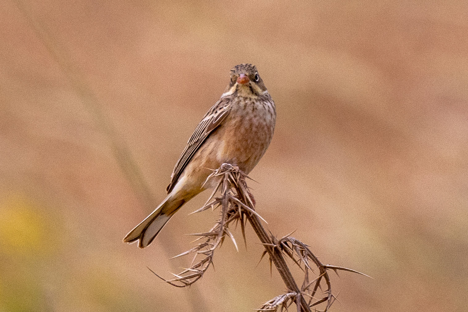 Ortolan Bunting