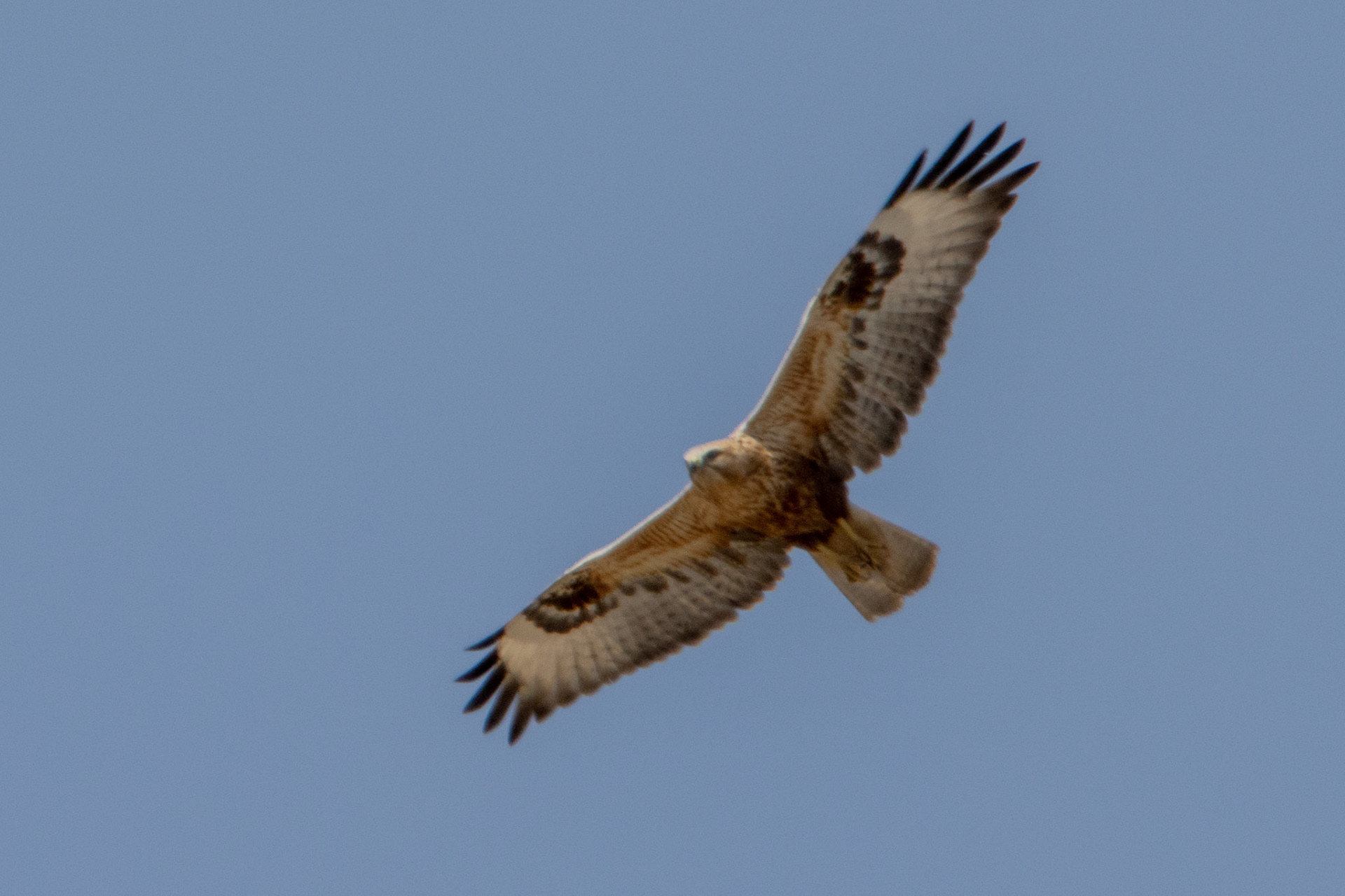 Long-legged Buzzard