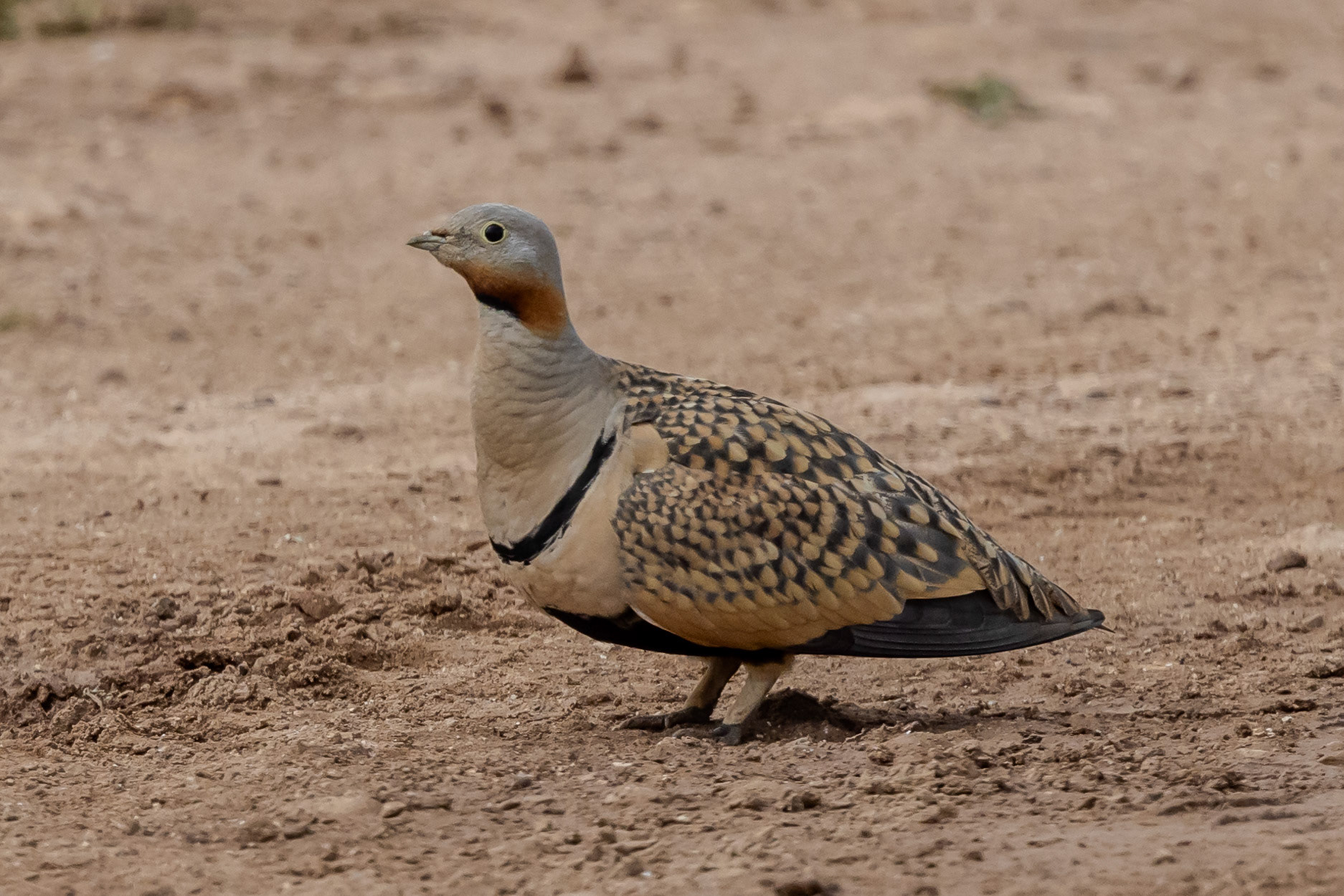 Black-bellied Sandgrouse