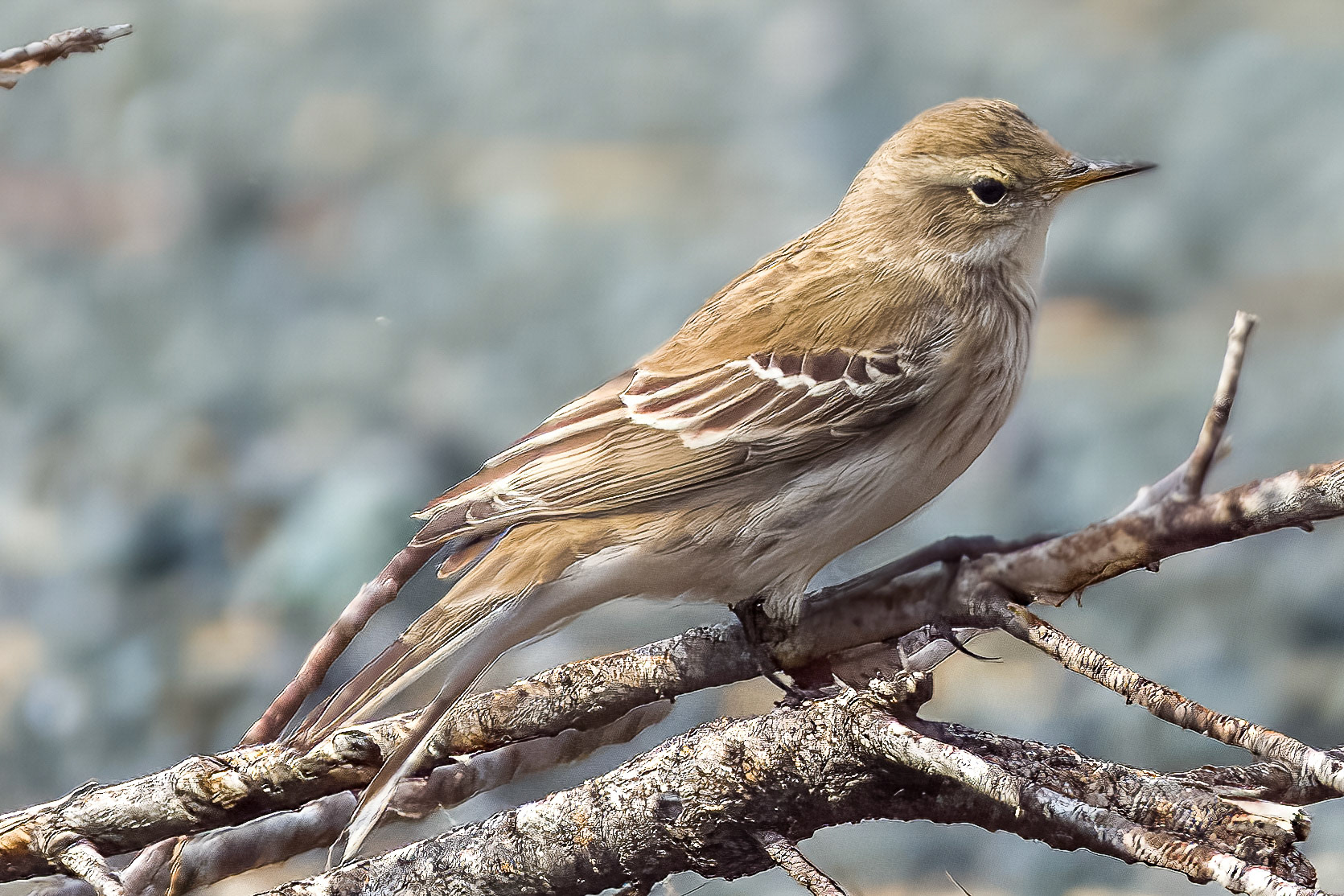 Water Pipit