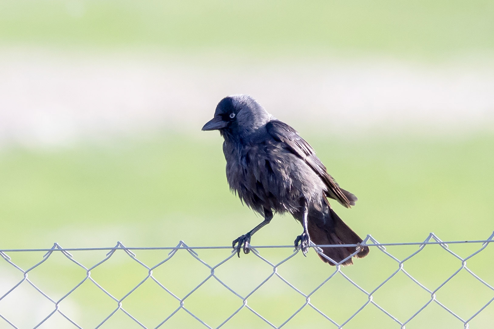 Jackdaw