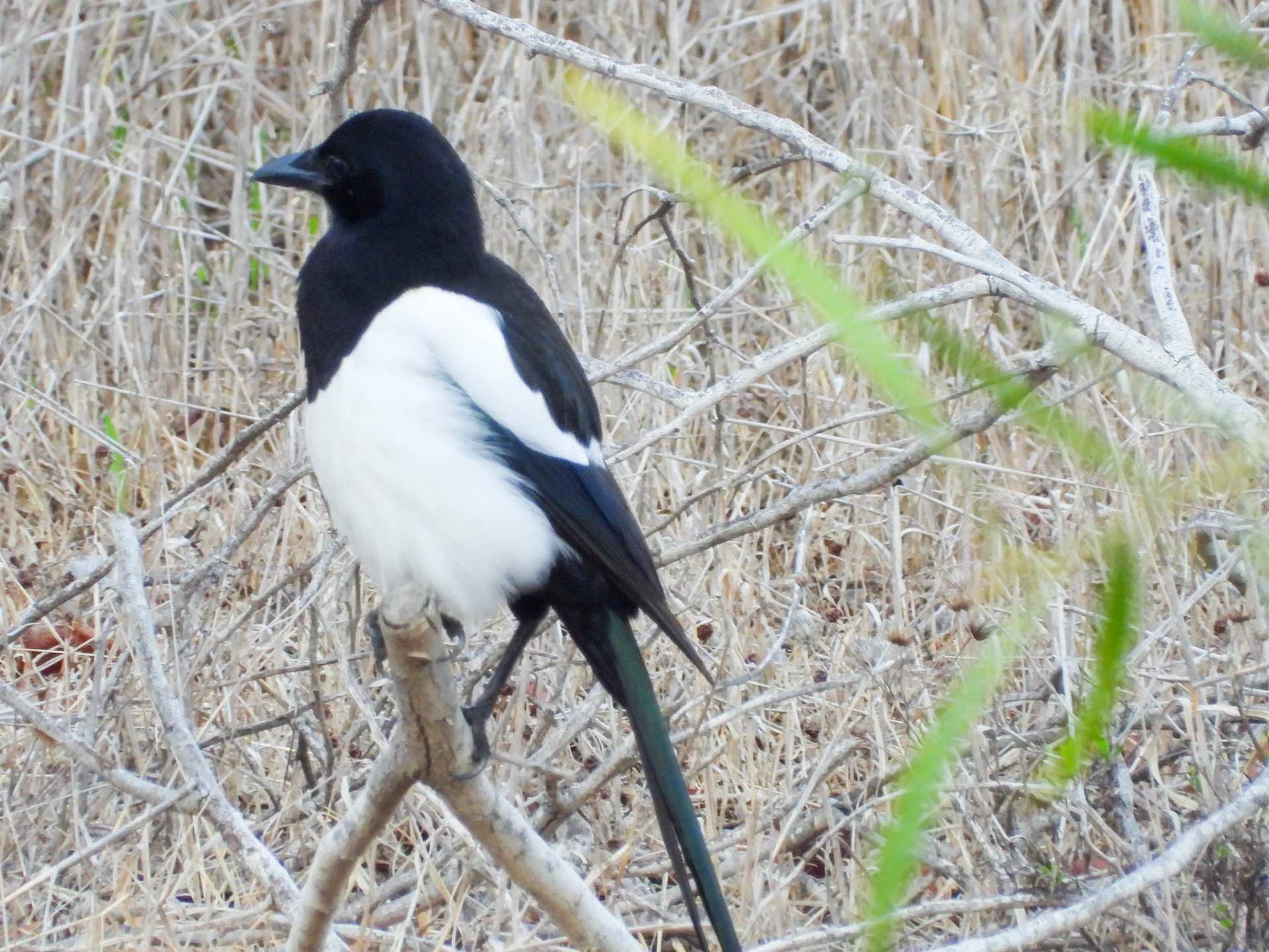 Magpie