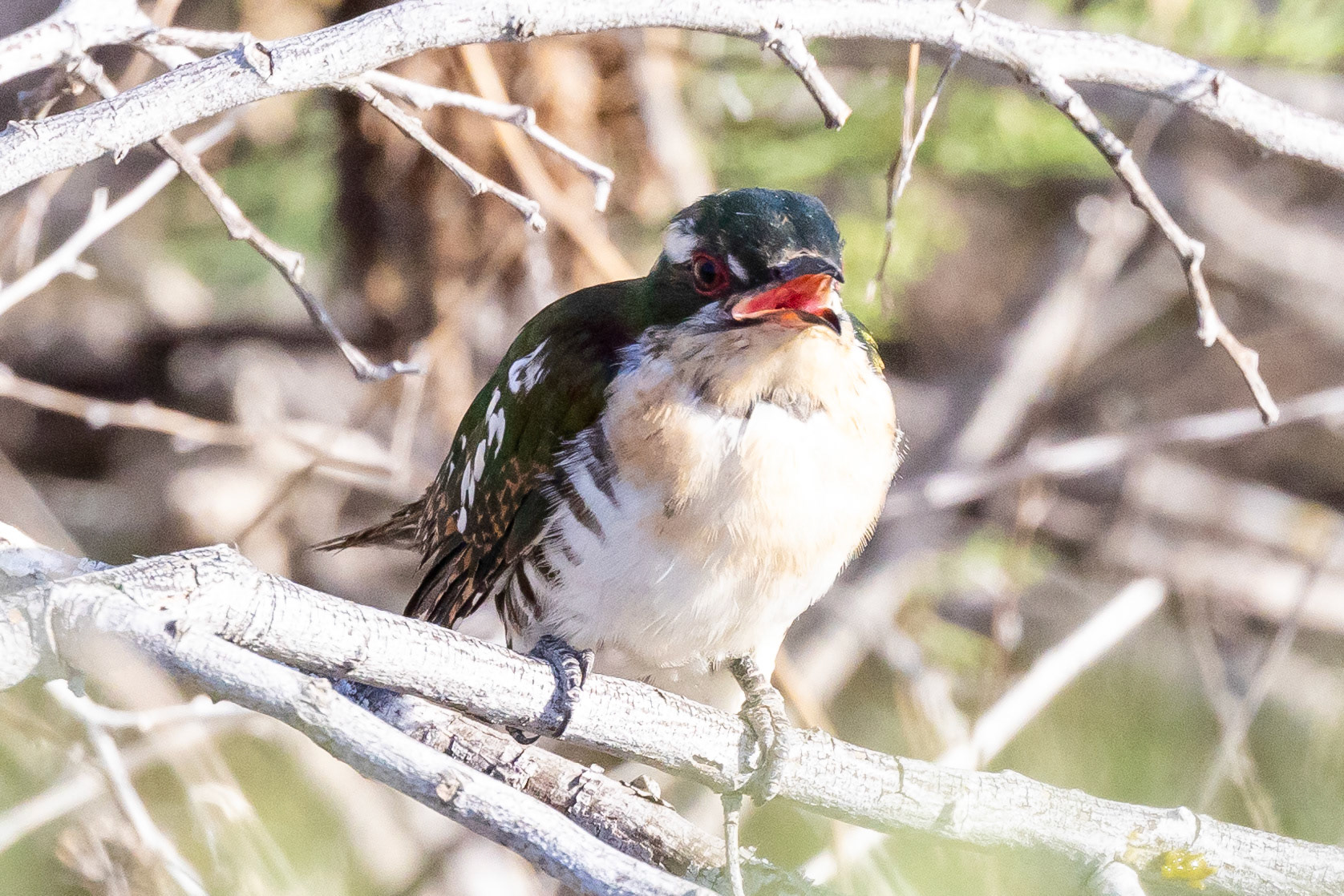 Diederik Cuckoo