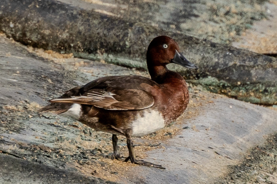 Ferruginous Duck