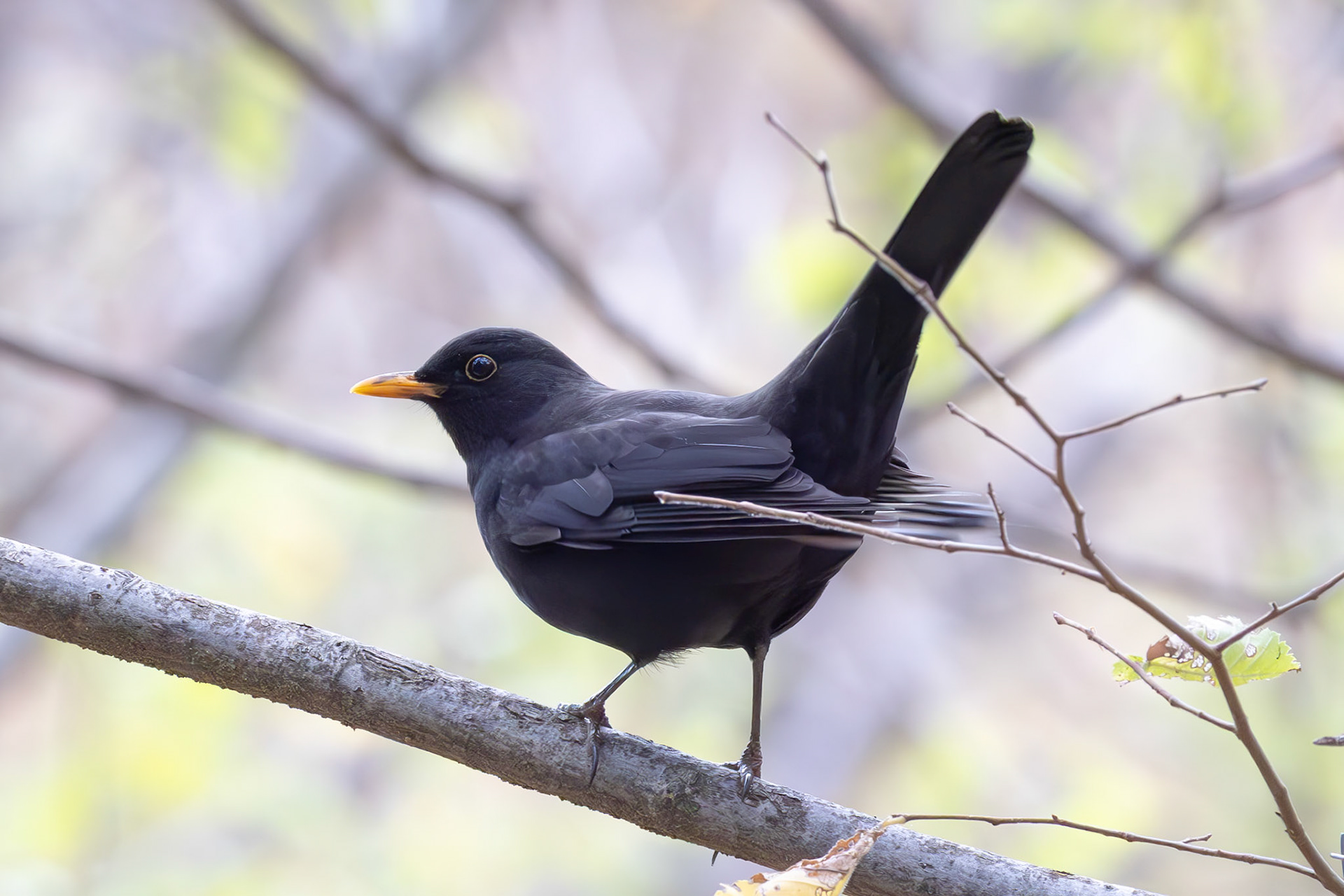 Blackbird