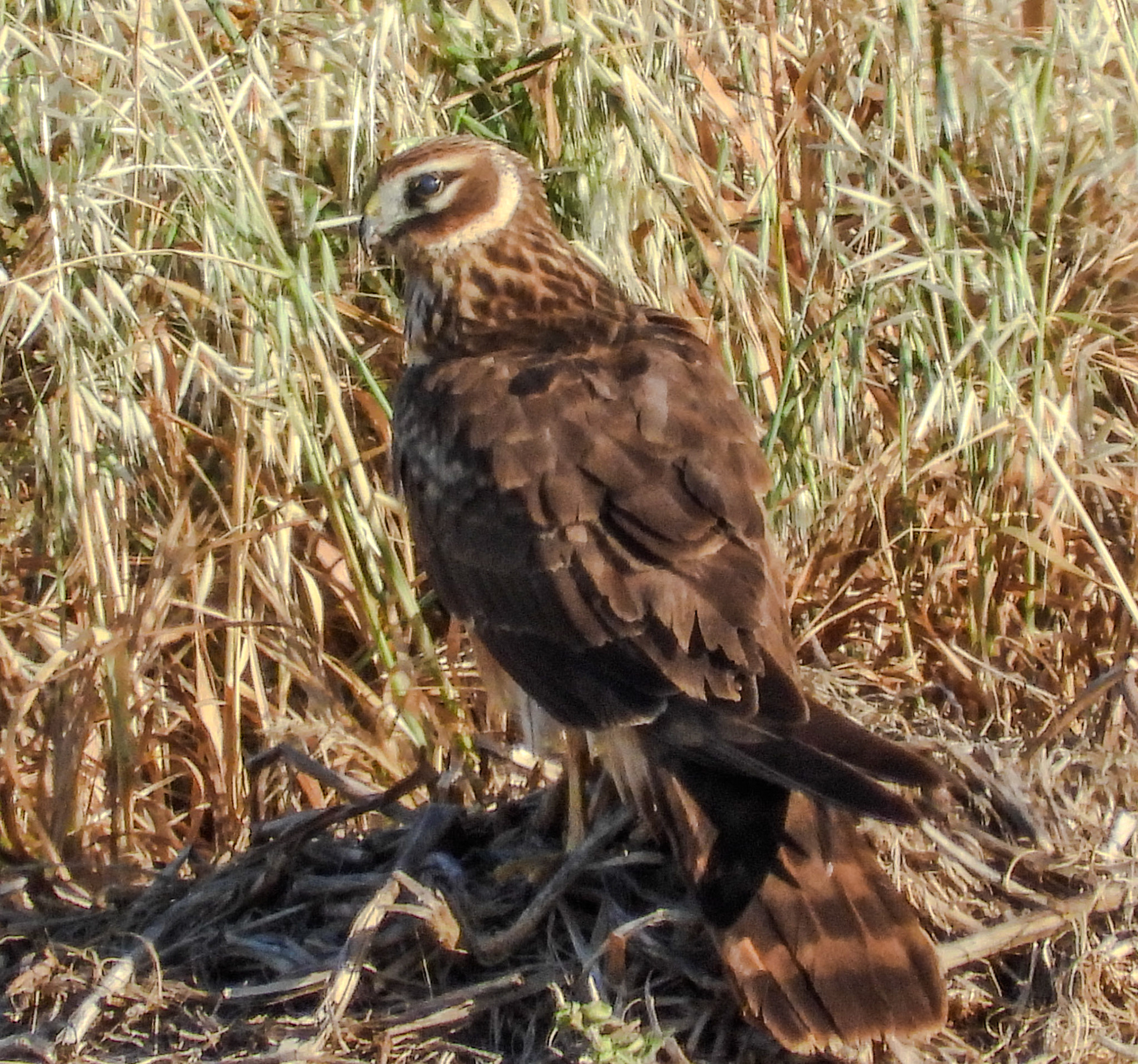 Montagu's Harrier
