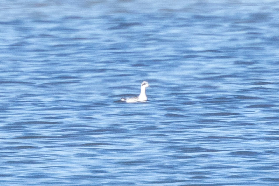 Red-necked Phalrope