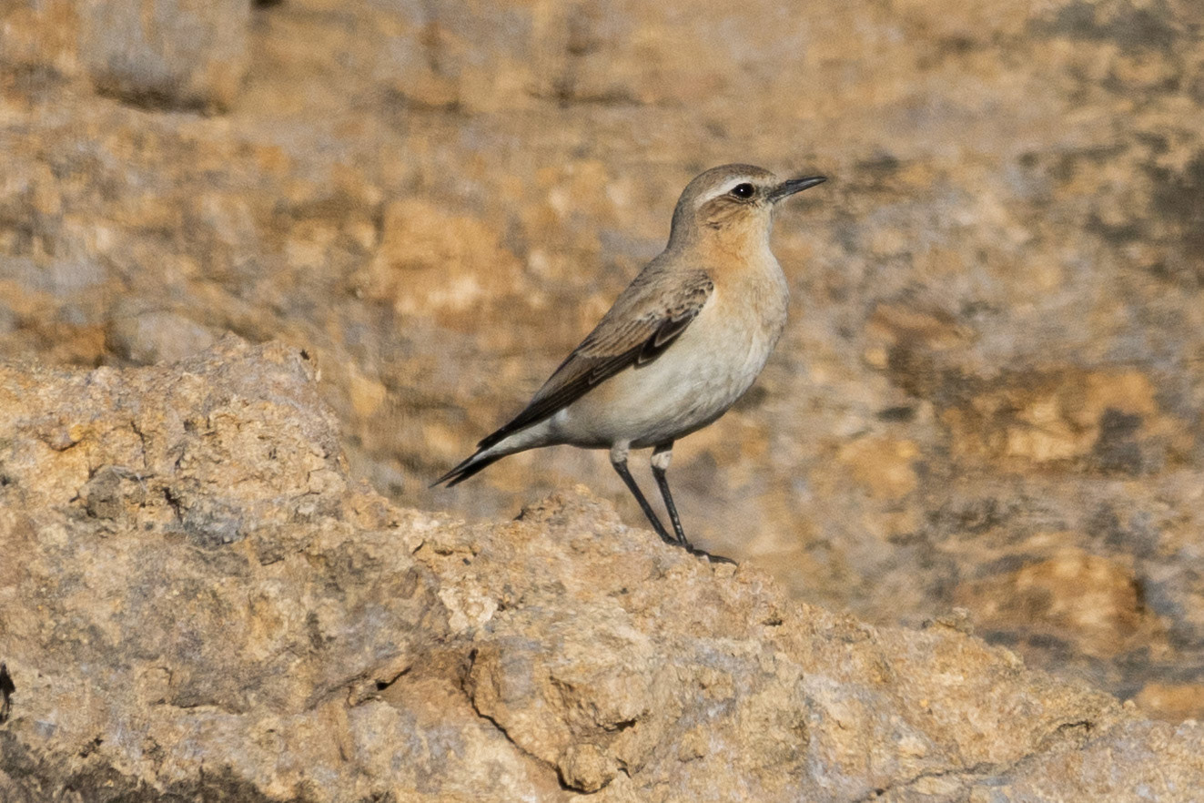 Wheatear