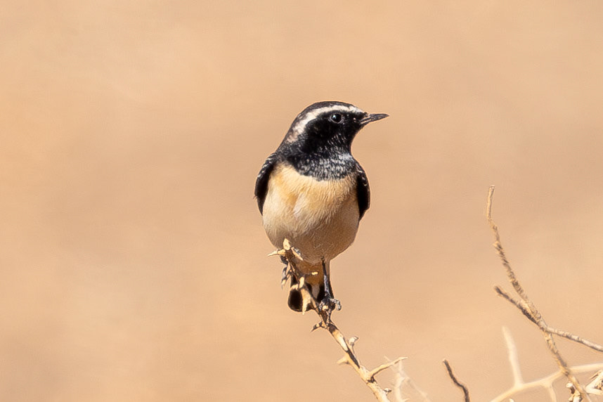 Cyprus Wheatear
