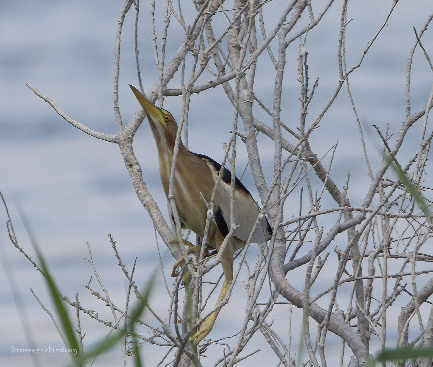 Little Bittern