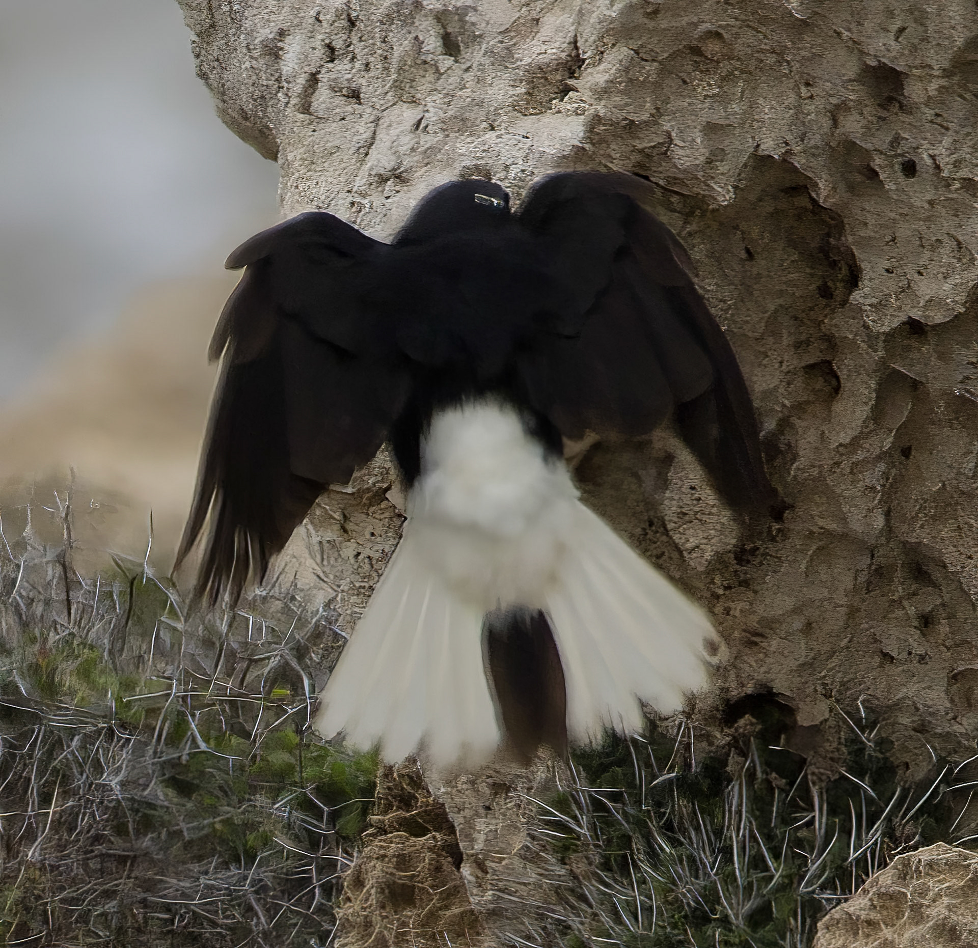 White-Crowned Wheatear