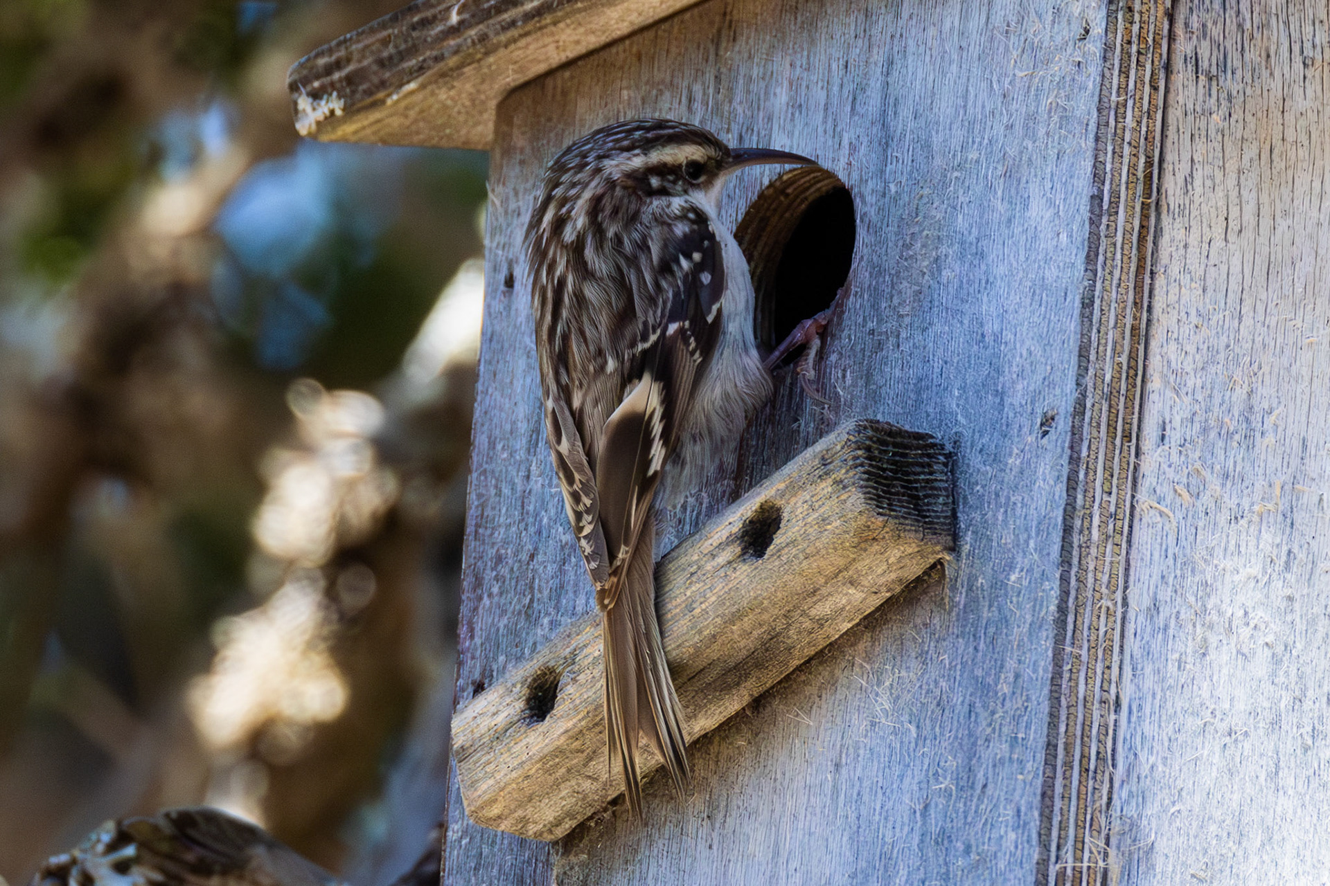 Short-toed Treecreeper