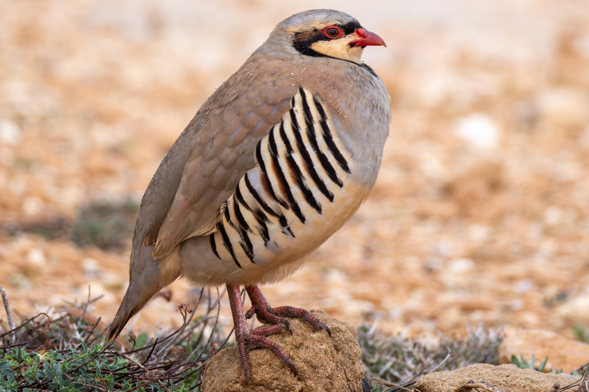 Chukar