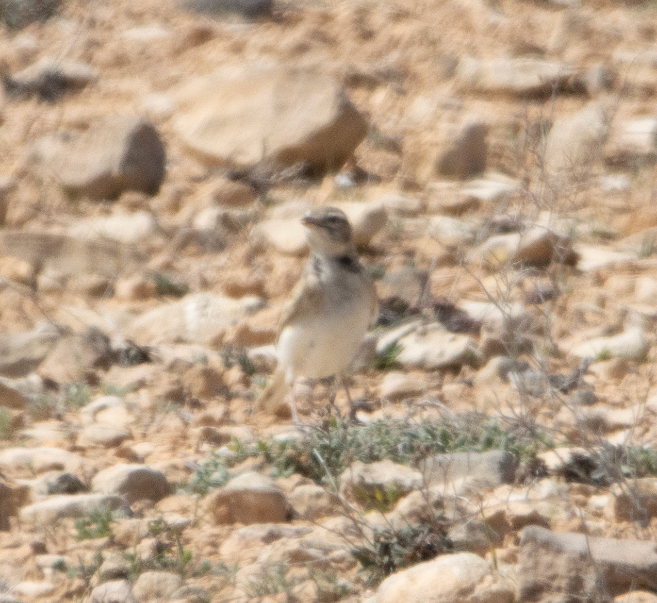 Great Short Toed Lark