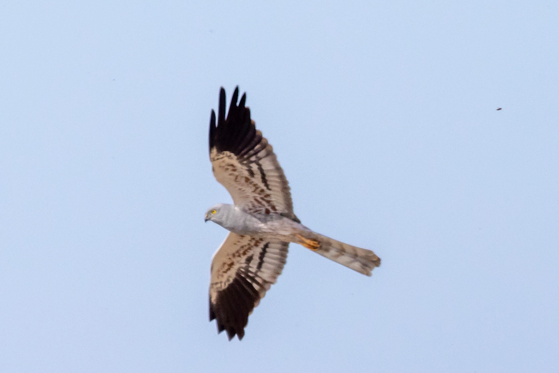 Montague's Harrier