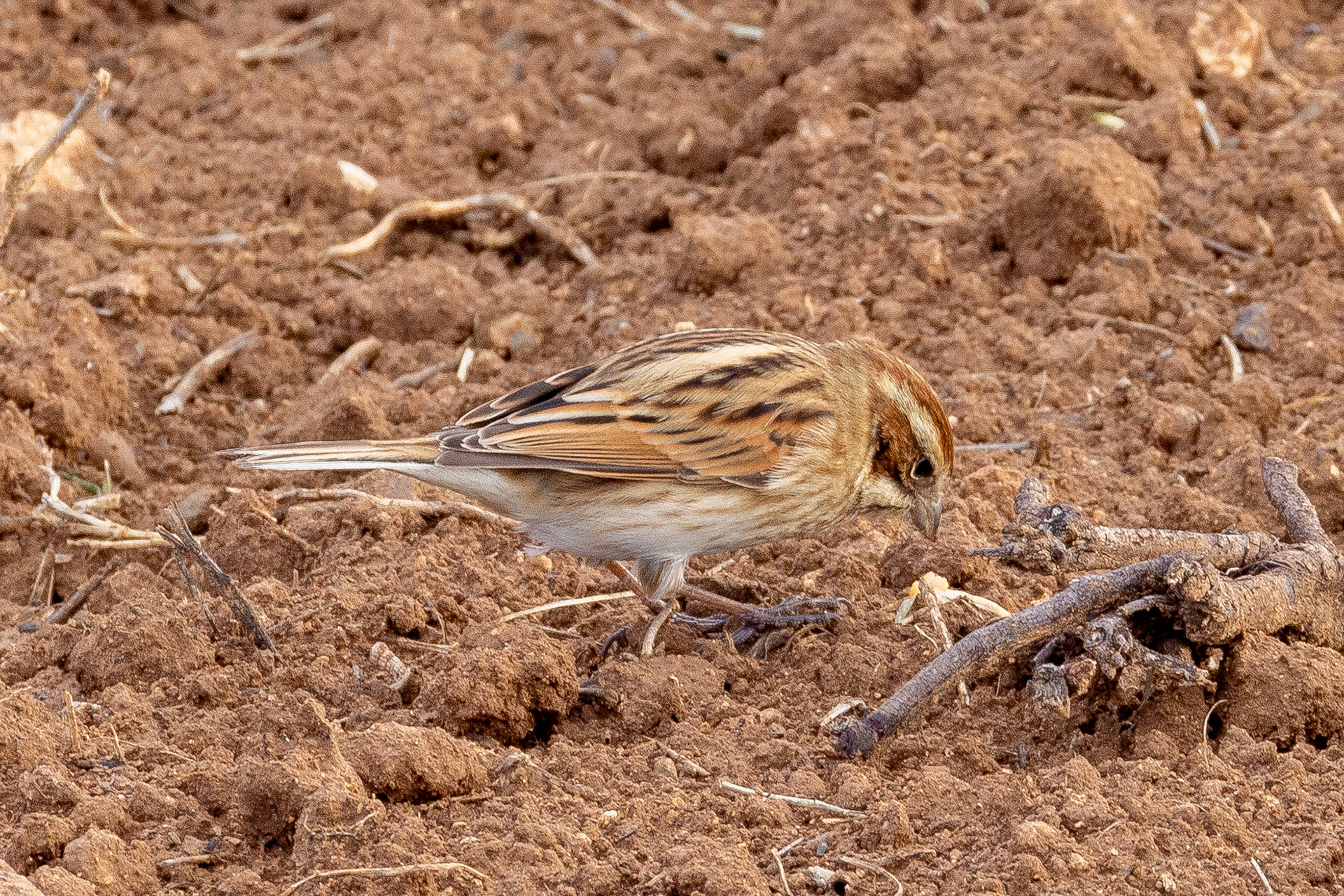 Reed Bunting