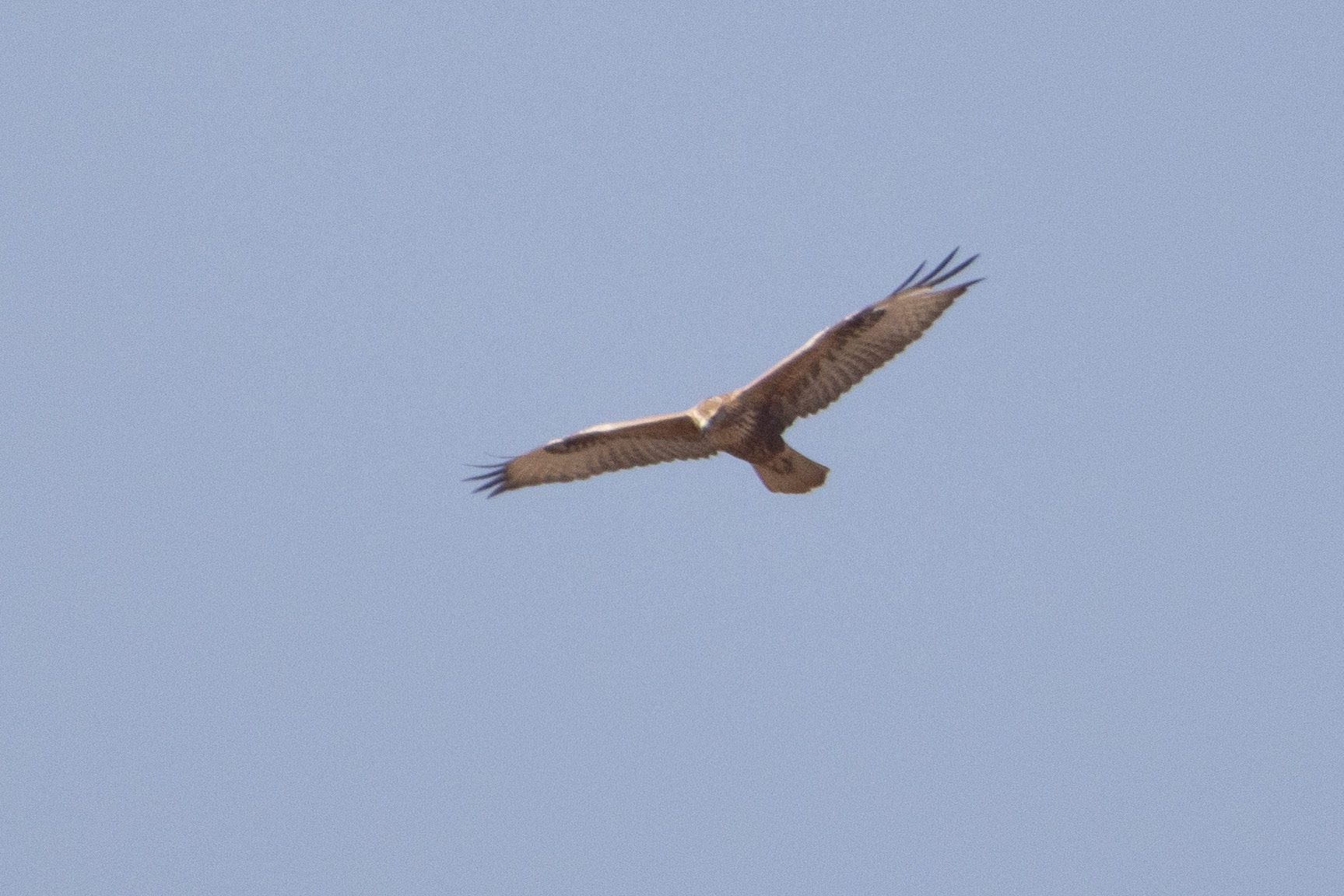 Bonelli's Eagle