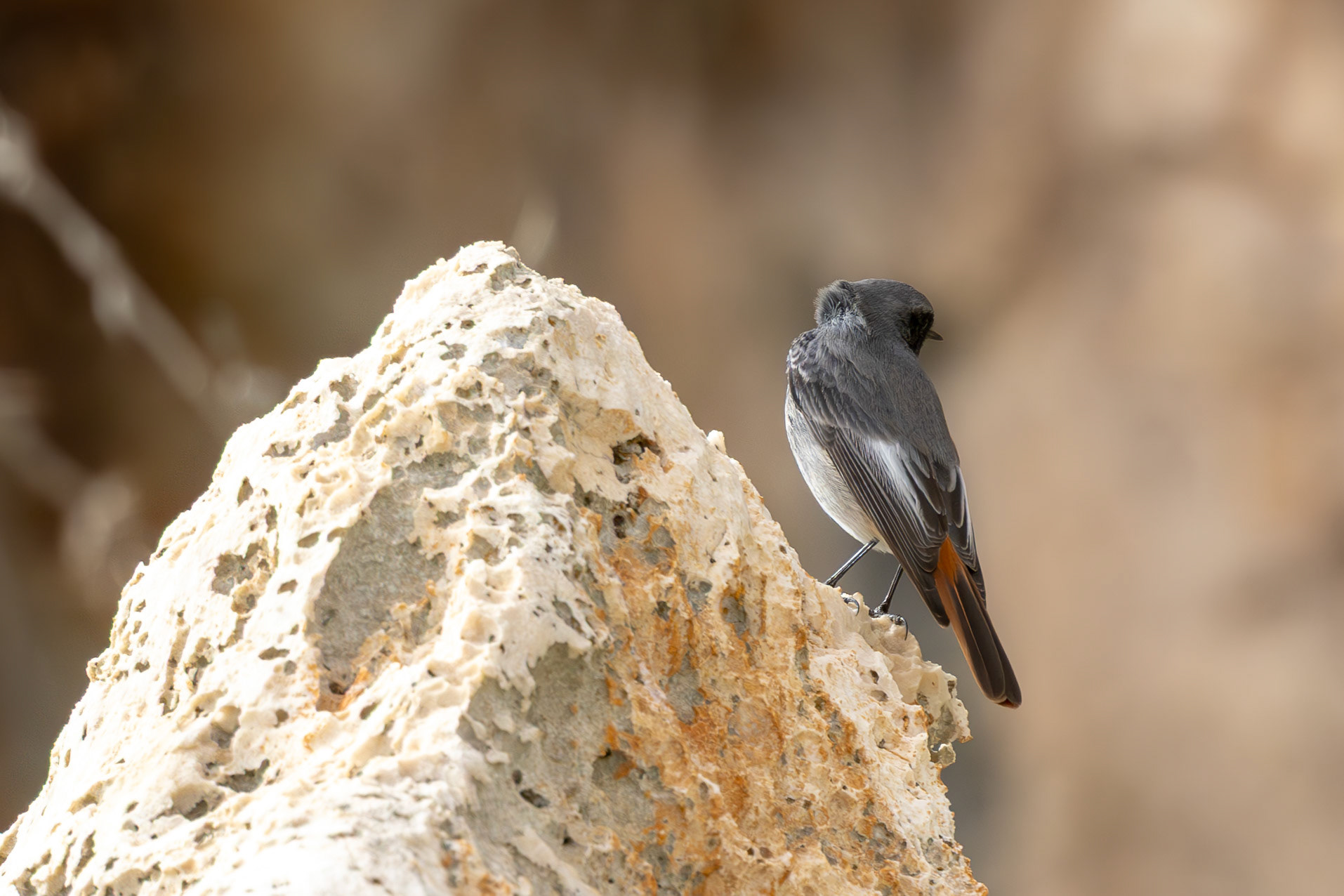 Black Redstart