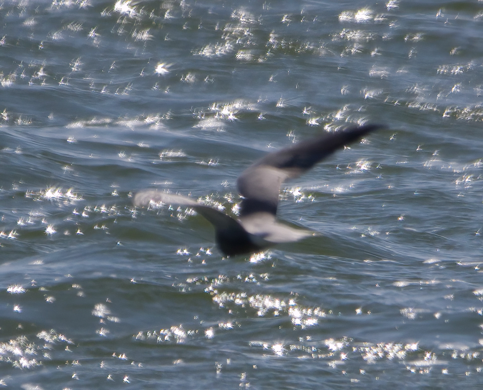 Black Tern