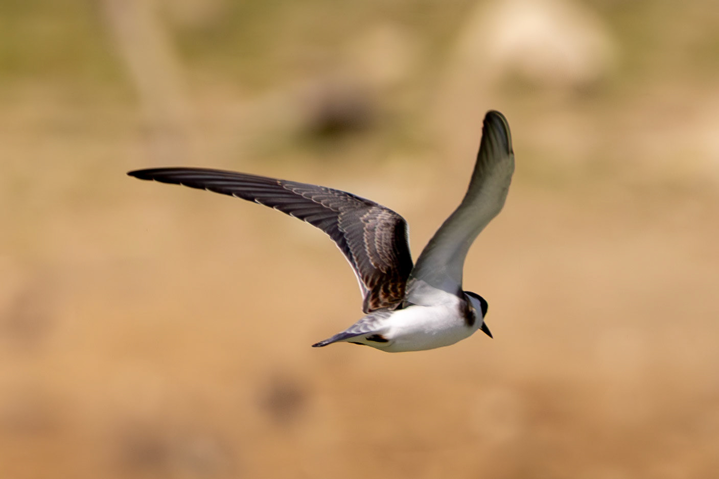 Black Tern