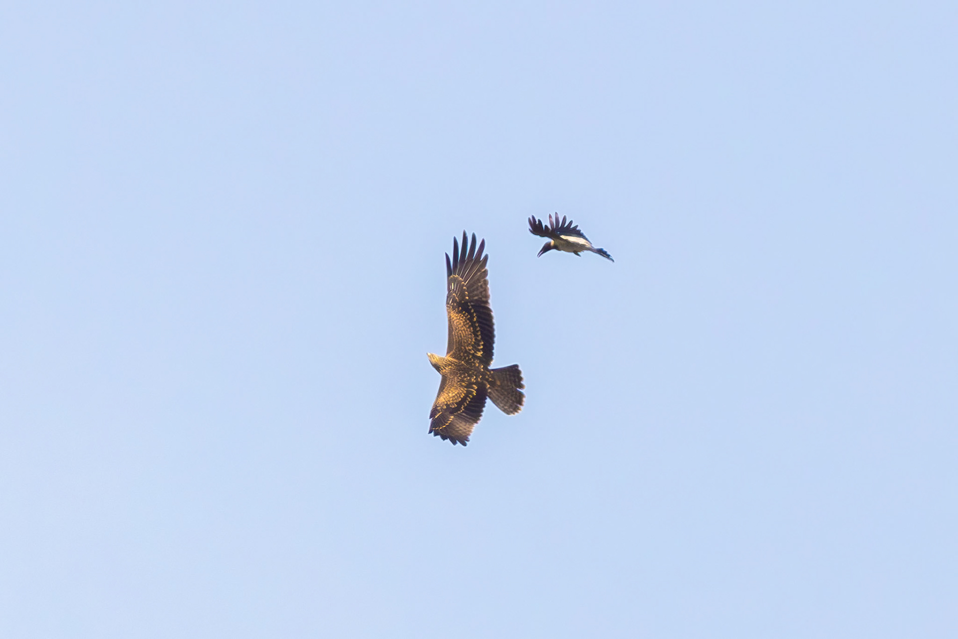 Black Kite