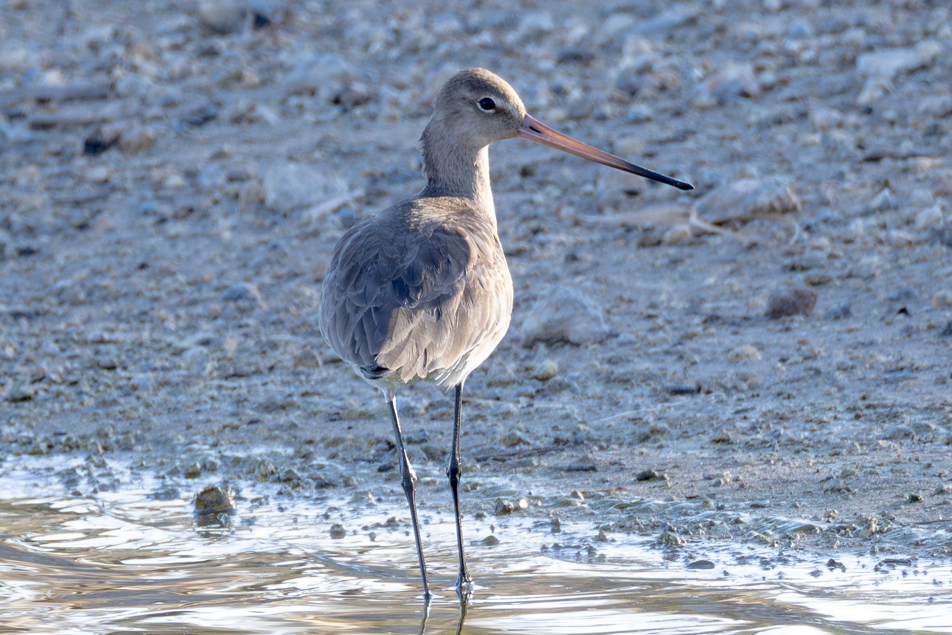 Black-tailed Godwit
