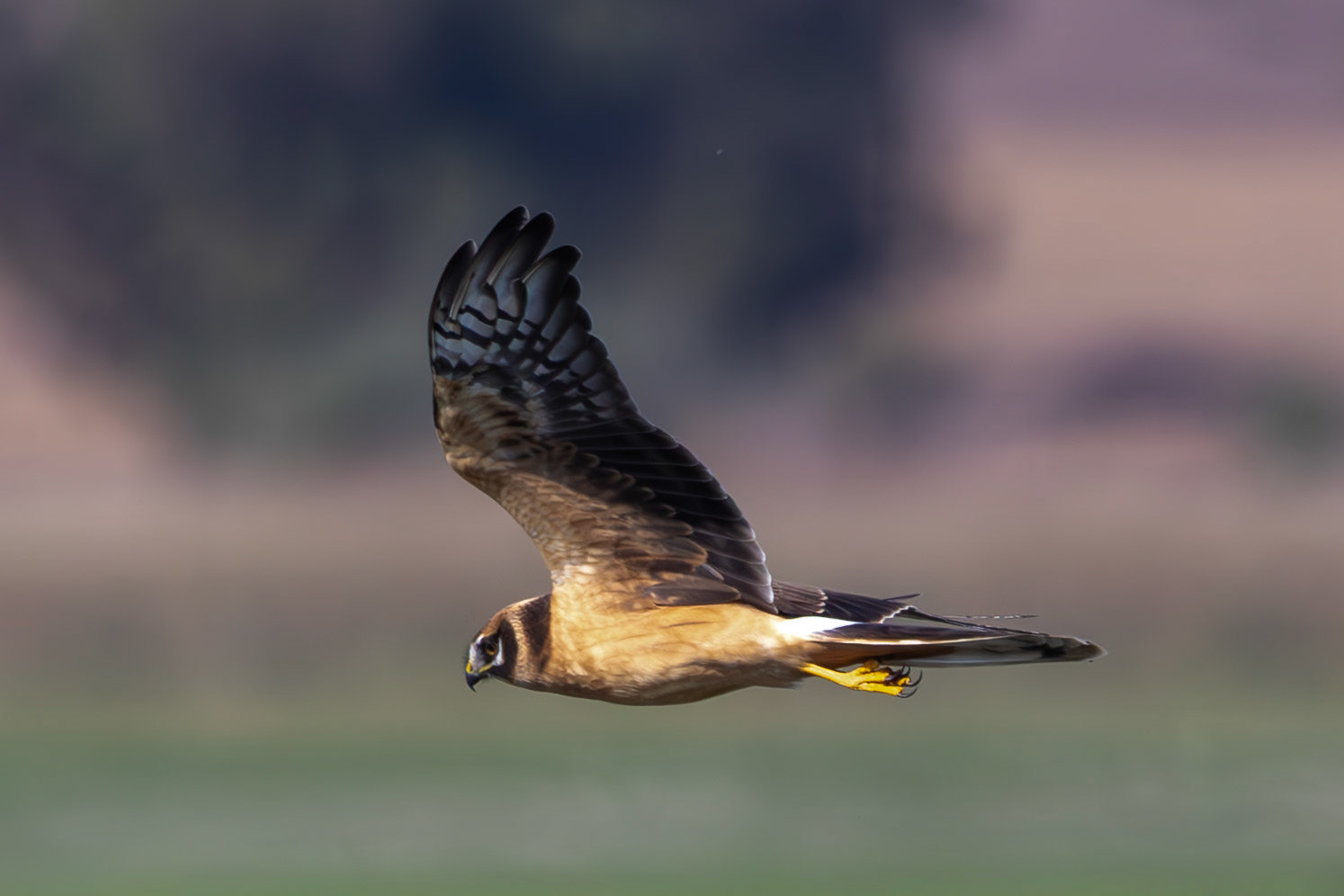 Pallid Harrier