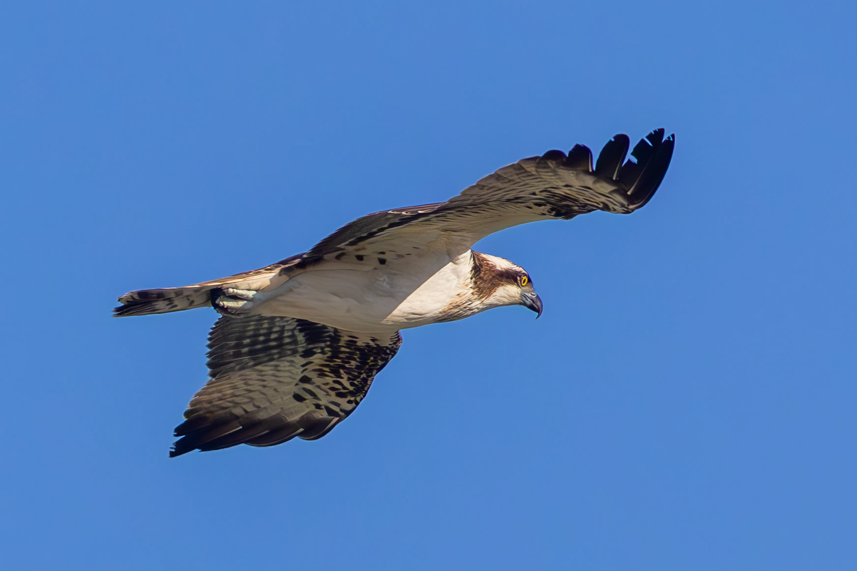 Osprey