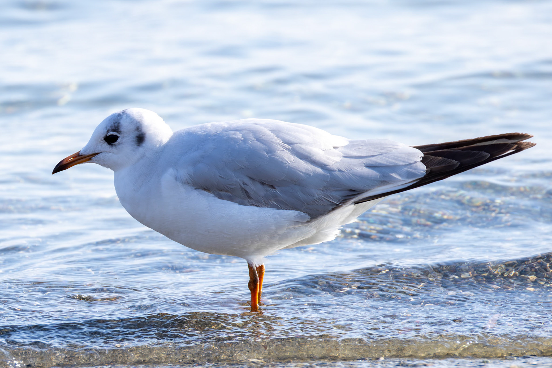 Black-headed Gull