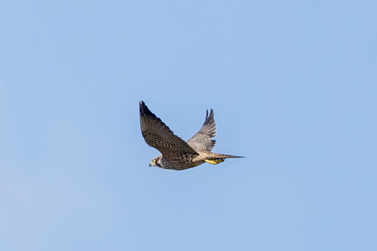 Peregrine