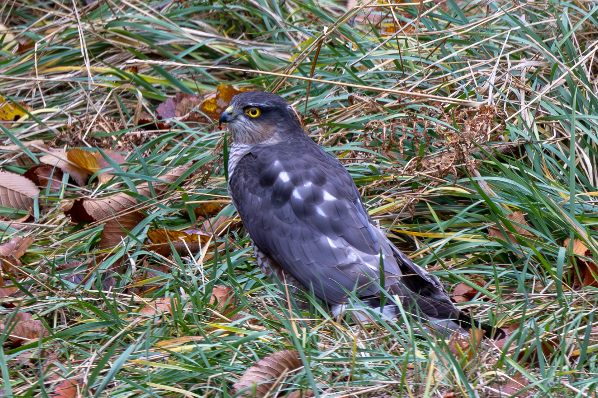 Sparrowhawk