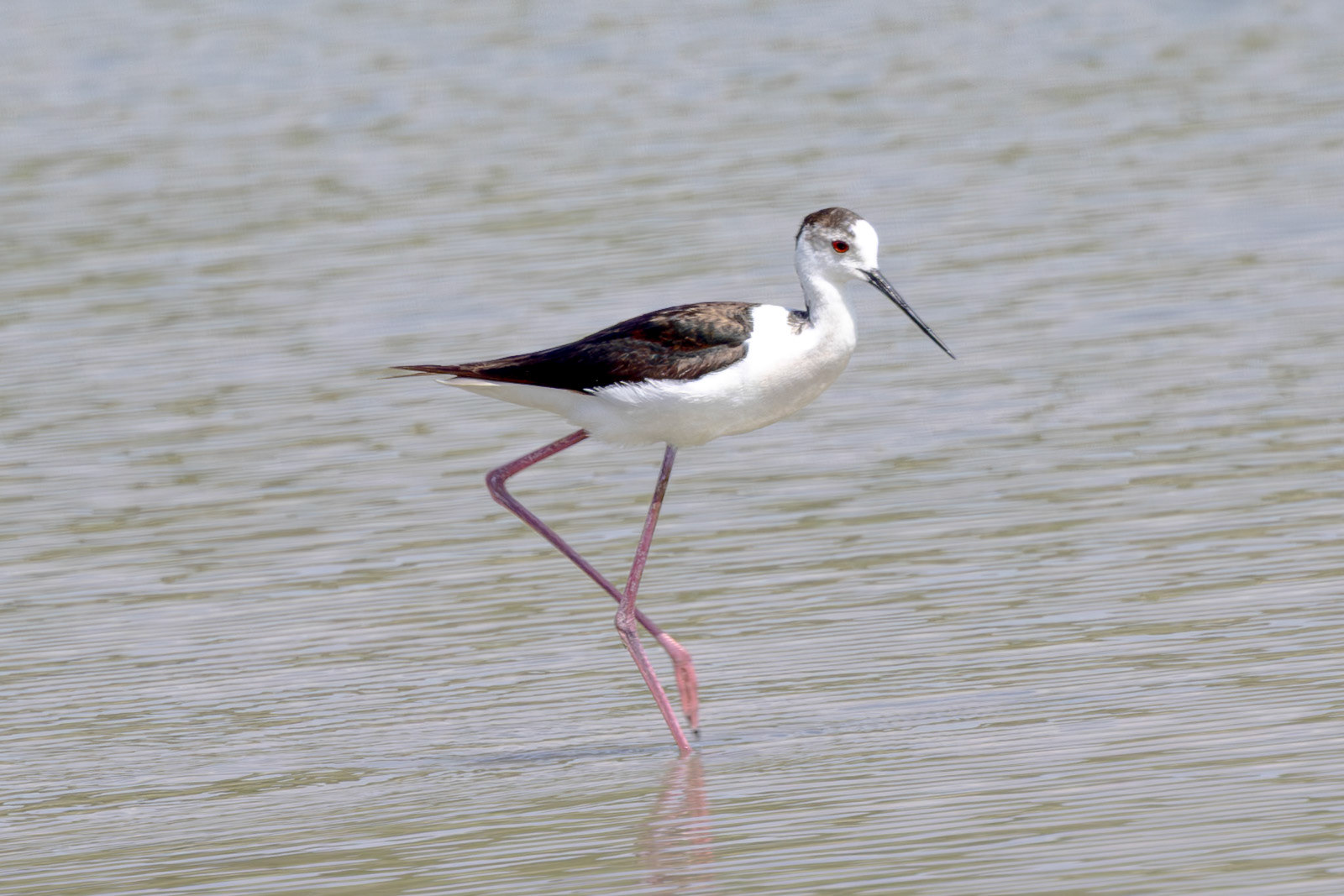Black-winged Stilt