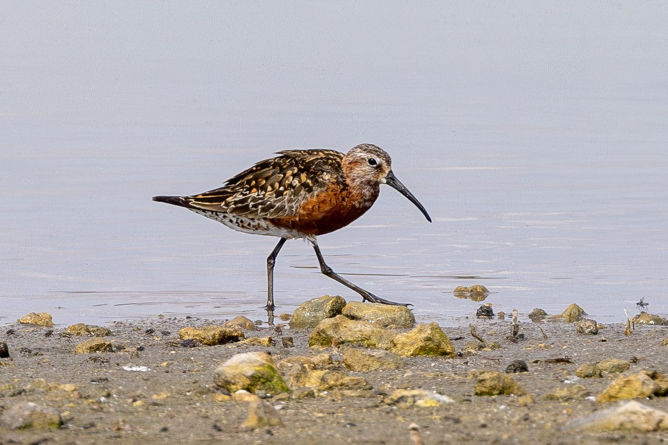 Curlew Sandpiper